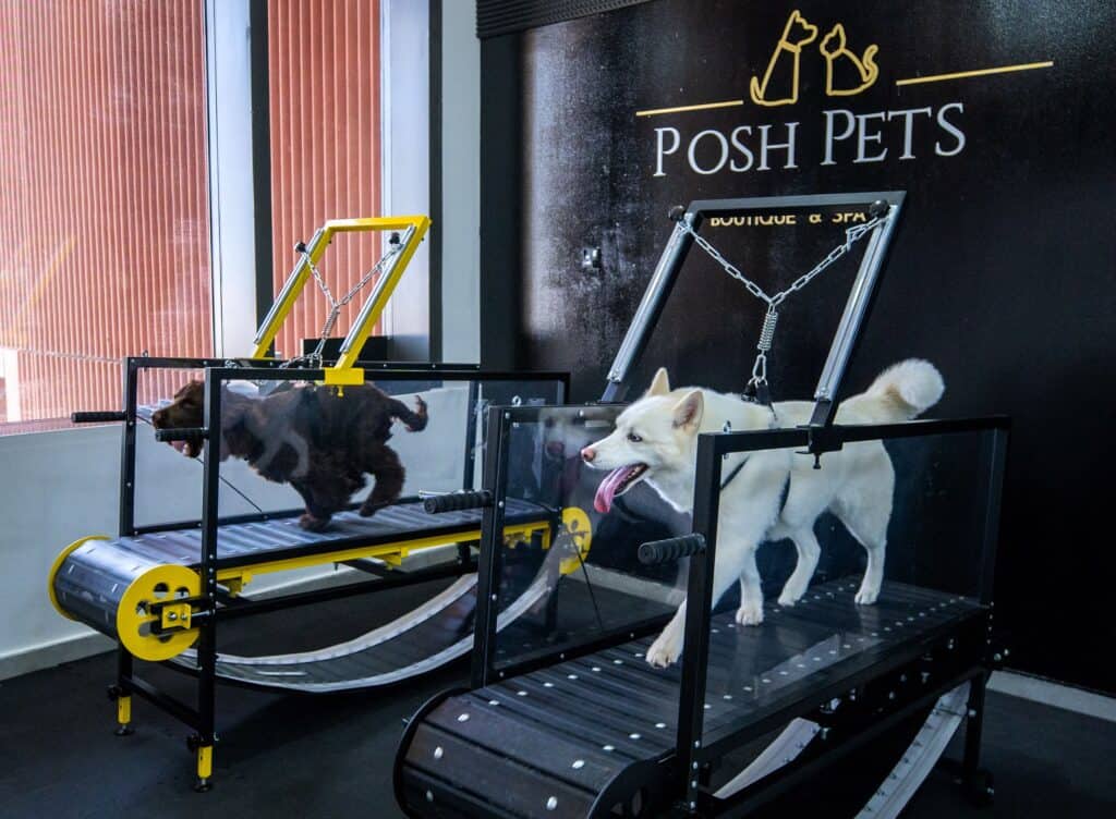 The Worlds First Dog Gym Opens In Abu Dhabi - Gymfluencers UAE